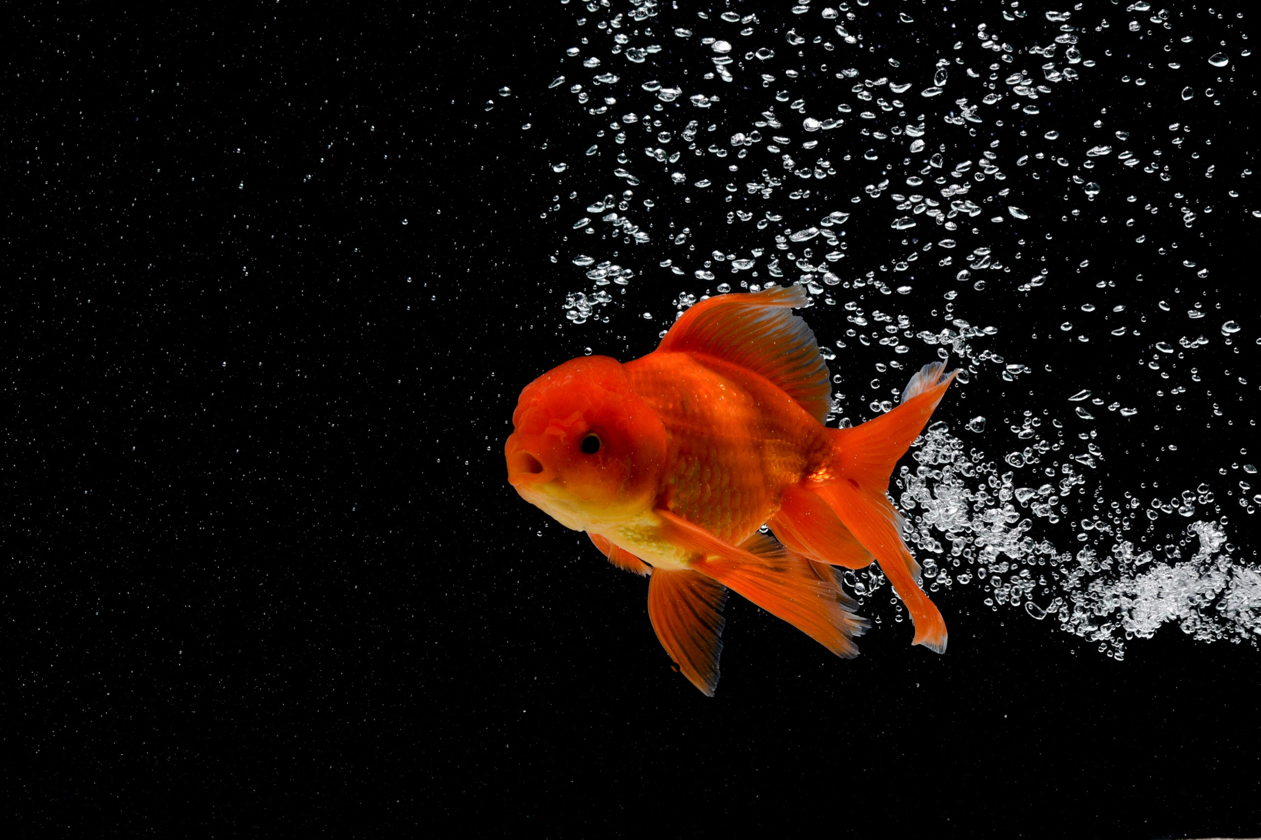 Goldfish black background and water bubbles