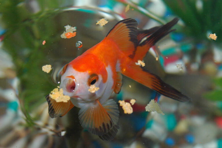How Long Can Goldfish Go Without Food in Your Tank or Pond