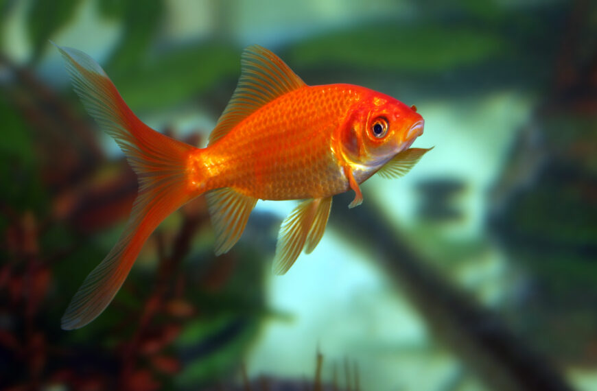goldfish on blurry background