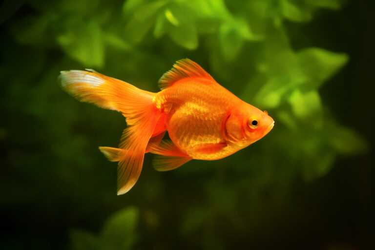 Goldfish Aquarium Size: What Fish Tank Is Best?