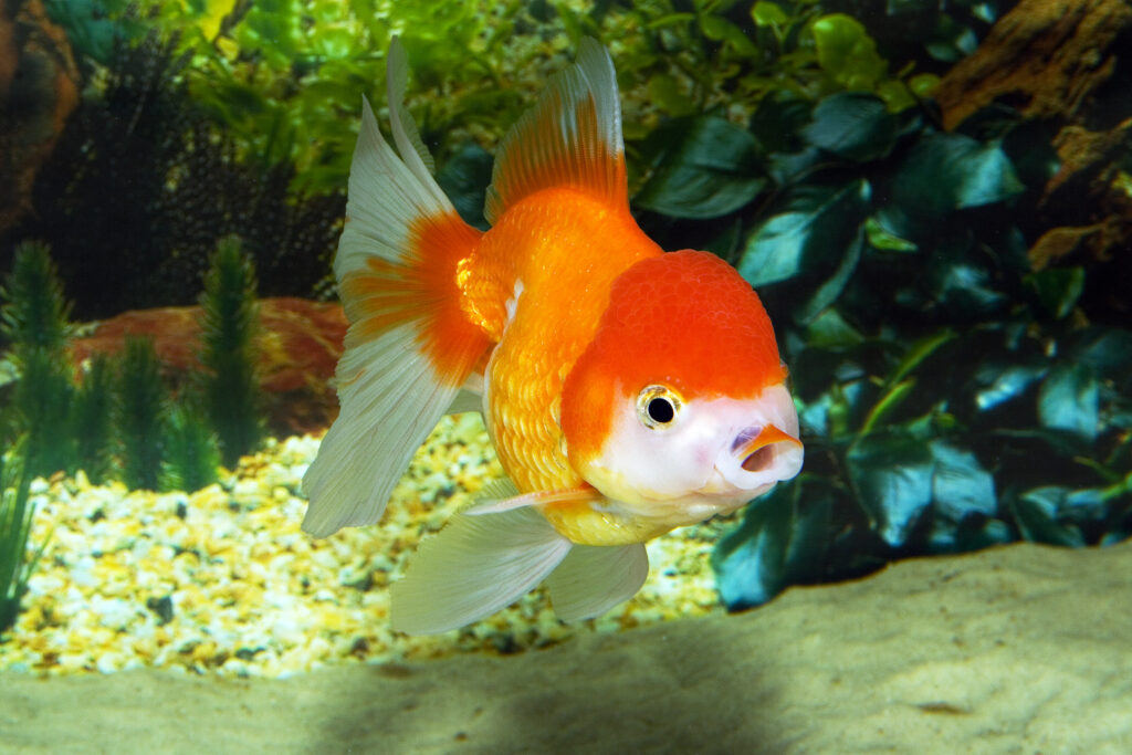 Oranda goldfish, close up