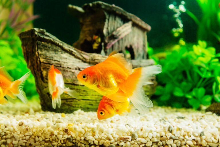 Goldfish Tank Requirements: What Size Aquarium Is Best?