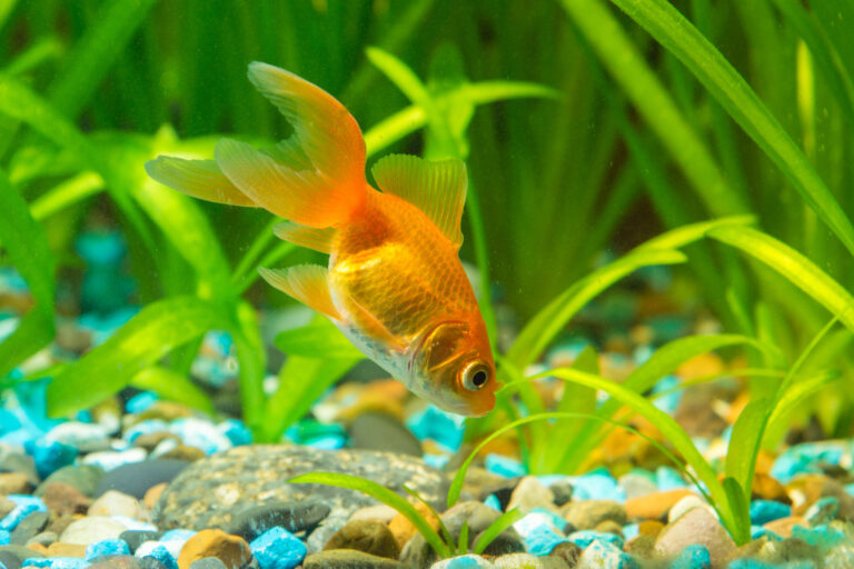 What Do Goldfish Eat: Healthy Goldfish Diet Without Worries