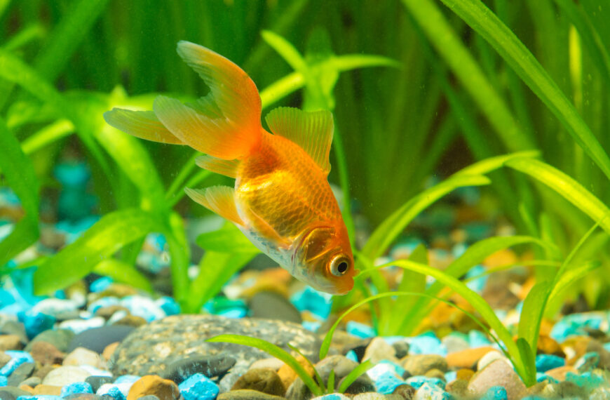 Goldfish in the ground looking for food in aquarium