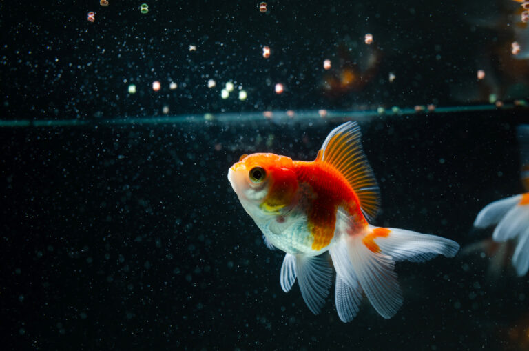 Ideal Goldfish Feeding Schedule: How Often & How Much