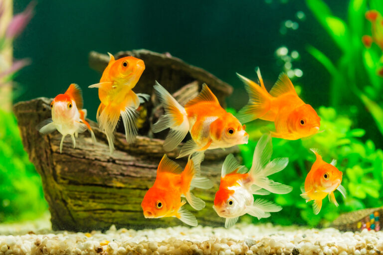 Water Temperature Range for Goldfish: Set It & Forget It