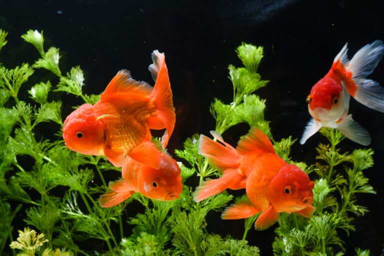 Do Goldfish Get Lonely? Understanding Their Social Needs