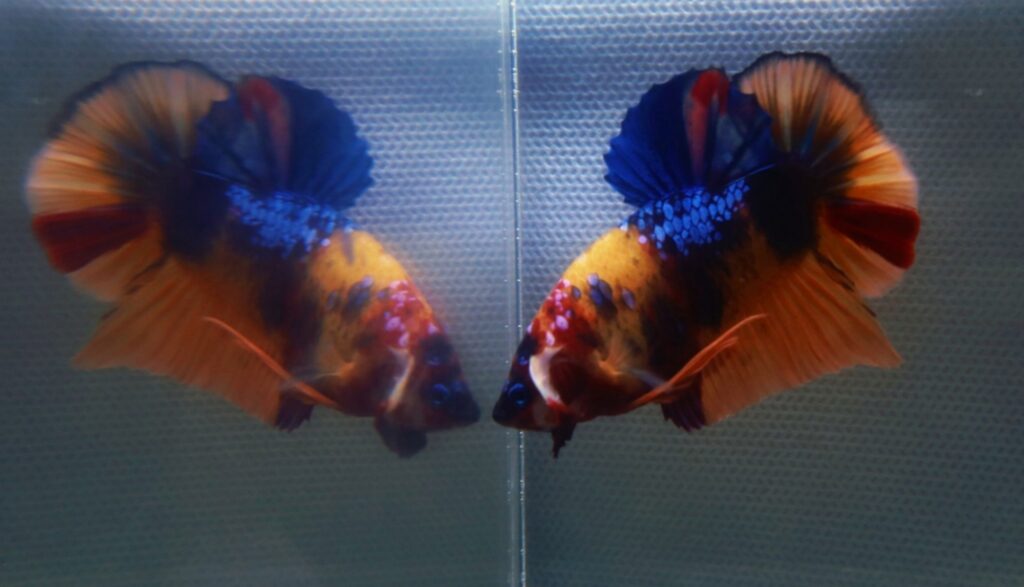 male betta fish looking at his reflection in aquarium glass