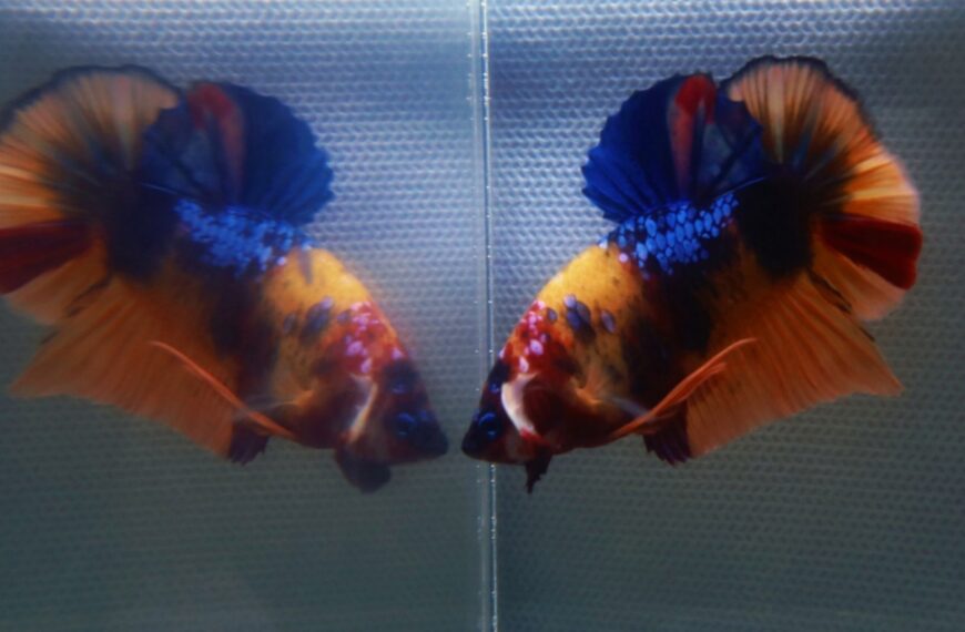 male betta fish looking at his reflection in aquarium glass