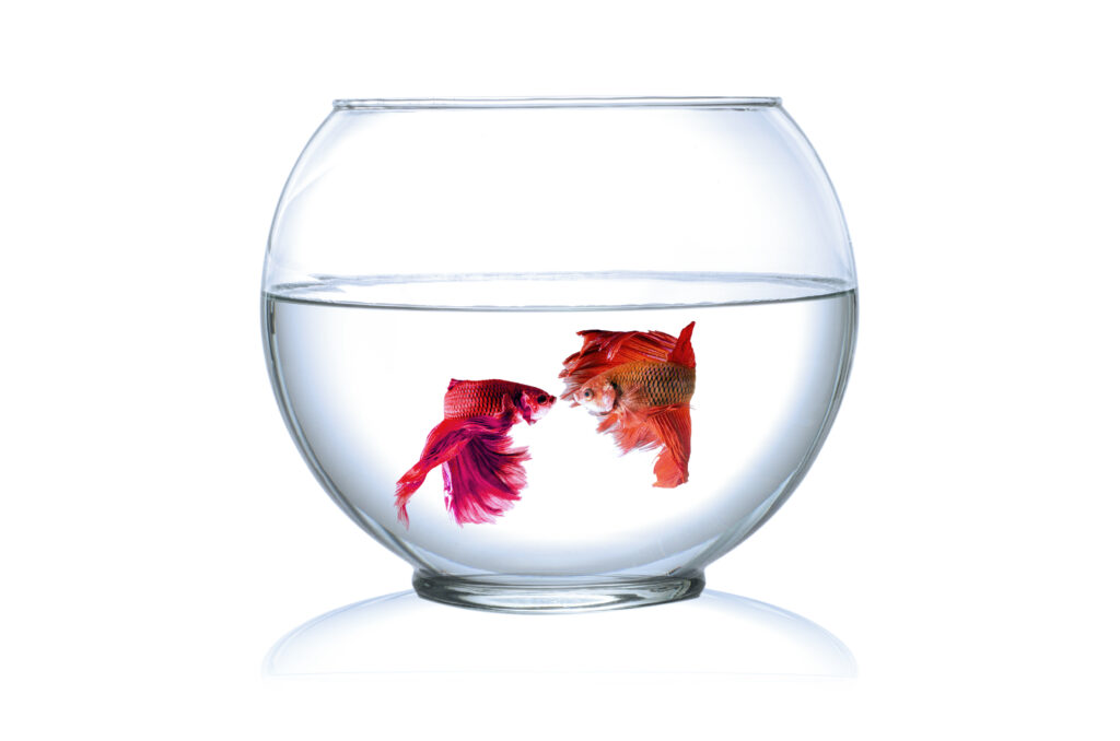 two red bettas in a glass bowl