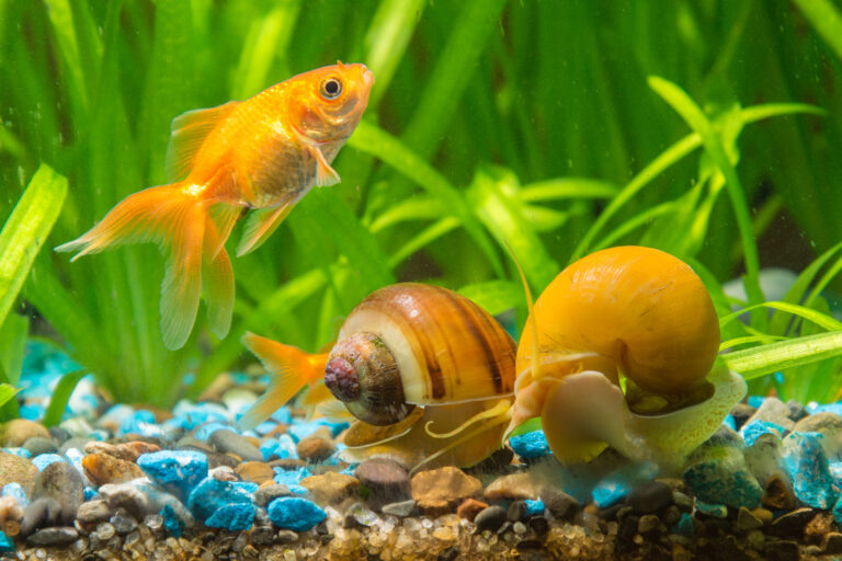 Do Goldfish Eat Snails? Feeding Habits & Tank Cleanup