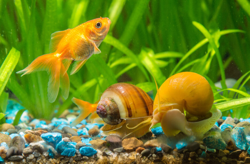 goldfish and two snails Ampularia a home freshwater aquarium