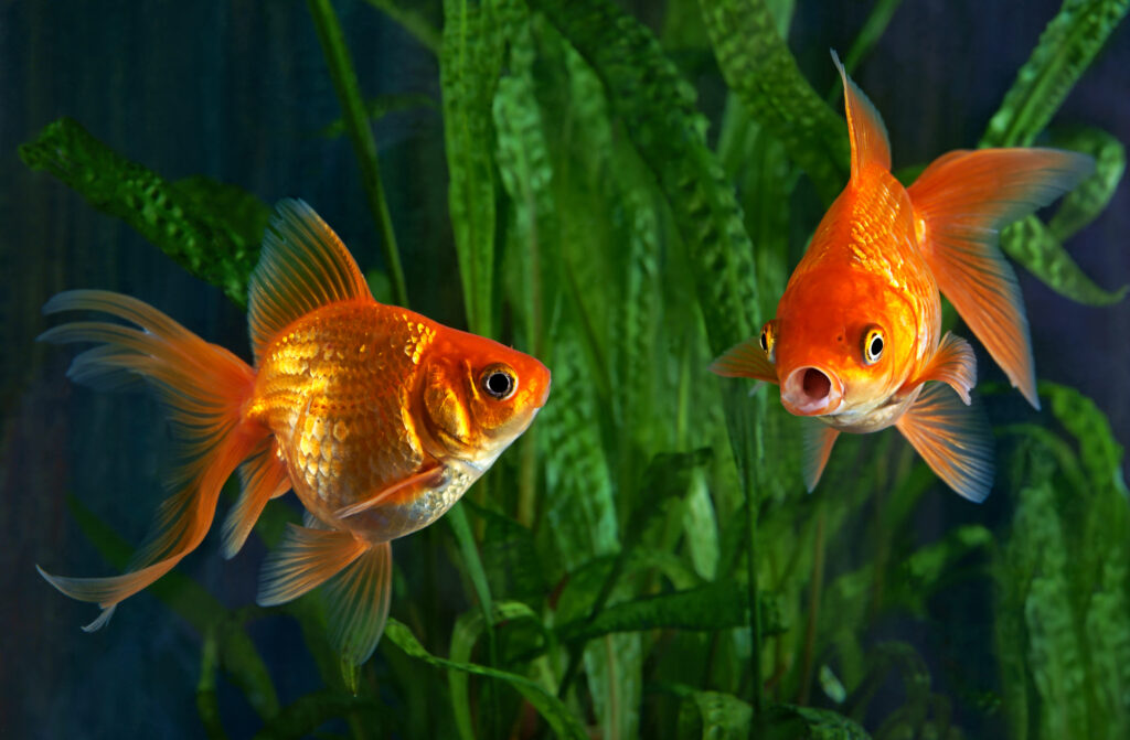 two goldfish in aquarium with green plants in the background