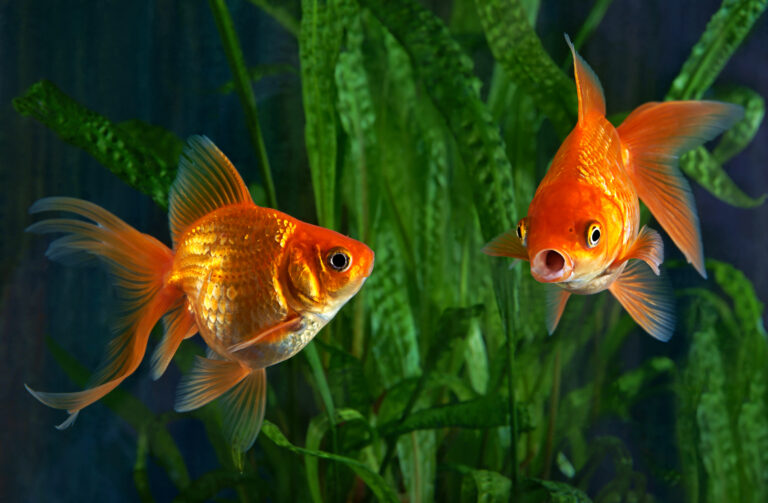 Why Are My Goldfish Dying? Common Causes & Solutions