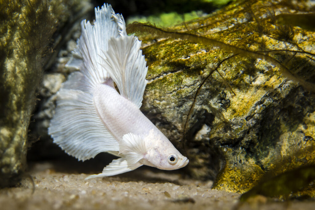 White butterfly Betta Fish among tree roots in the aquarium