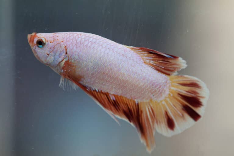 What Do Betta Fish Eat? Diet & Feeding Recommendations