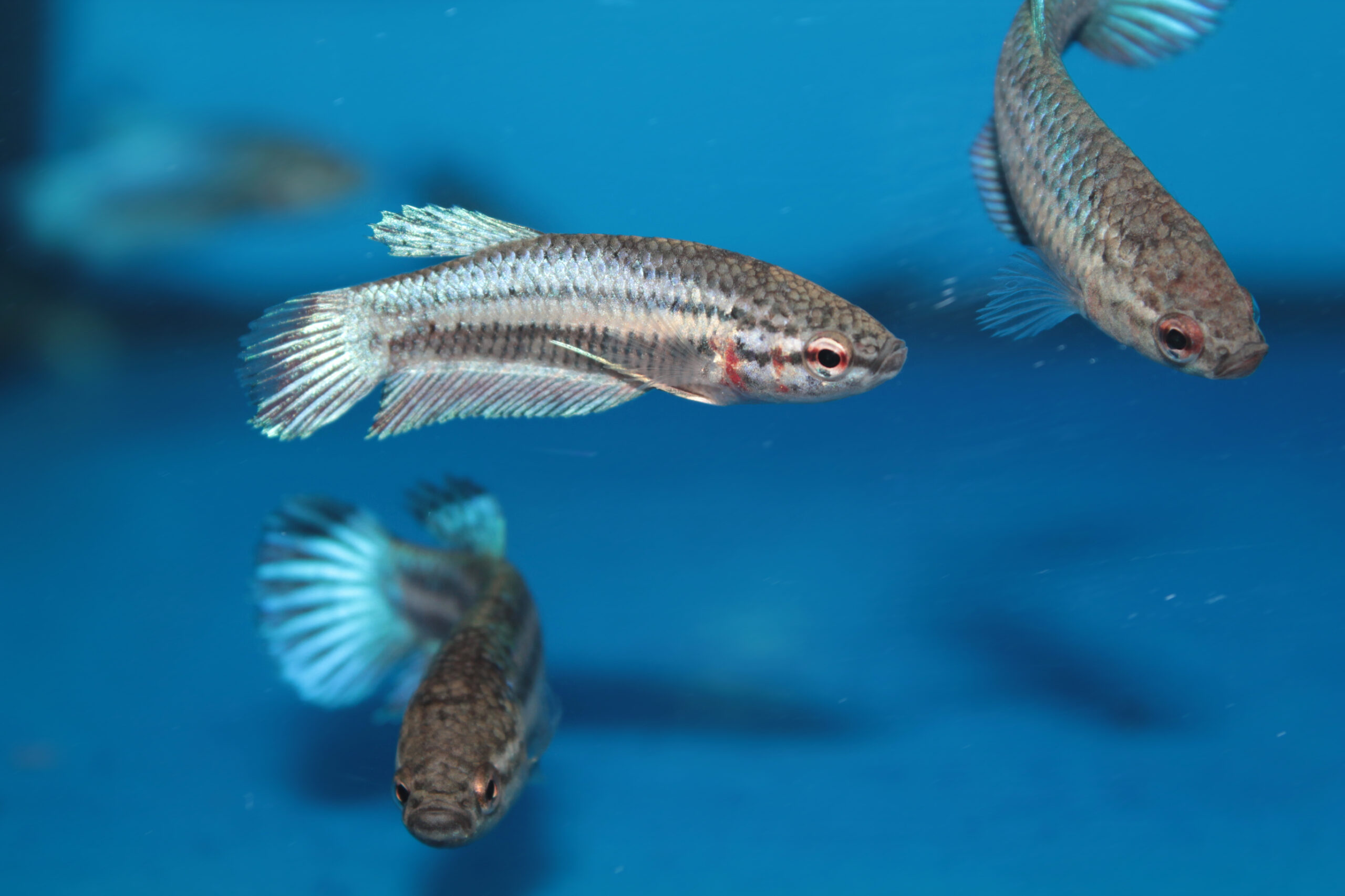 two female betta fish