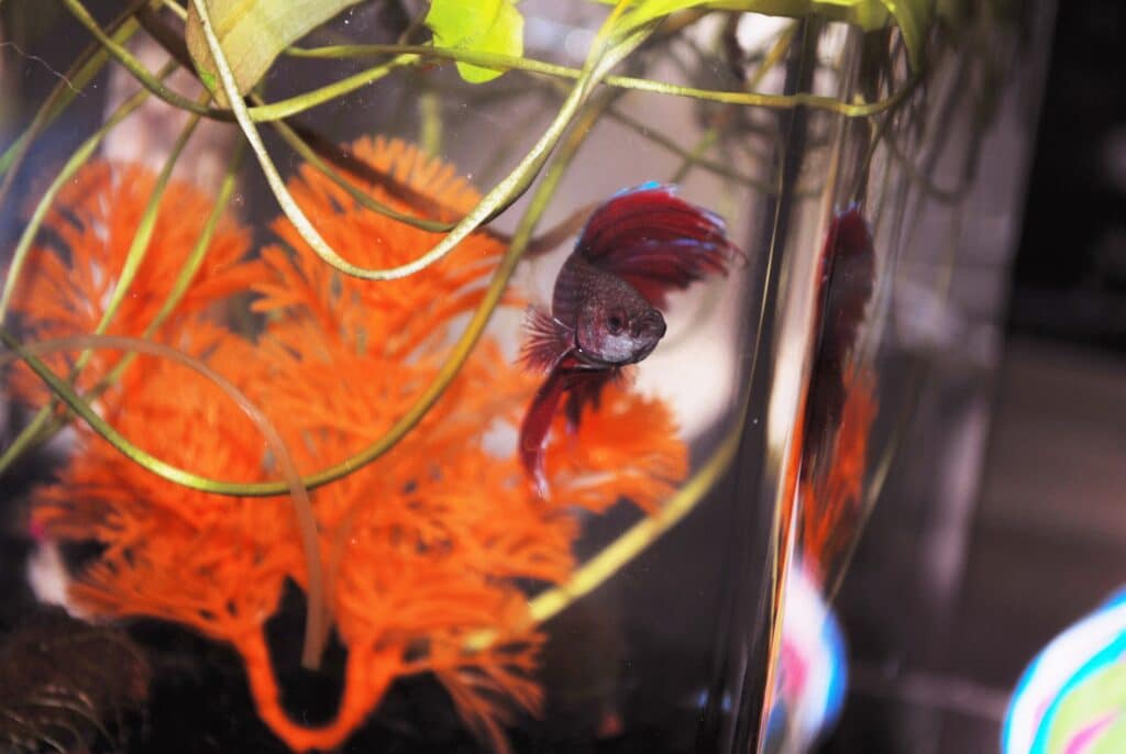  A colorful Betta fish floats in front of brightly colored aquarium plants