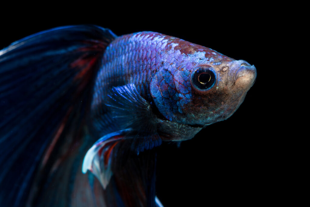 Face of betta fish on black background