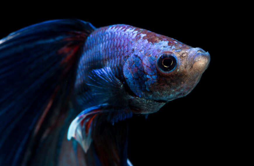 Face of betta fish on black background