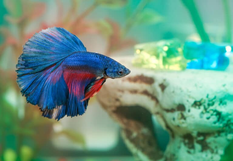 How Often to Feed Your Betta Fish? (Schedule Included)