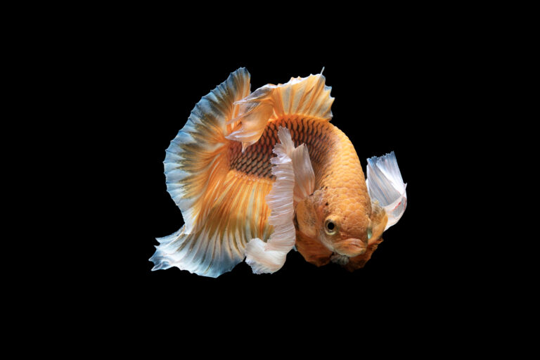 Can Betta Fish Live with Goldfish? Compatibility Insights