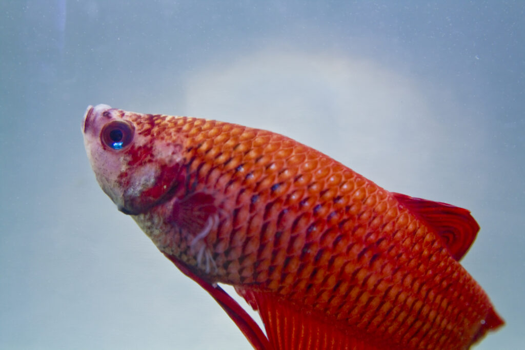 Red betta fish on blue background