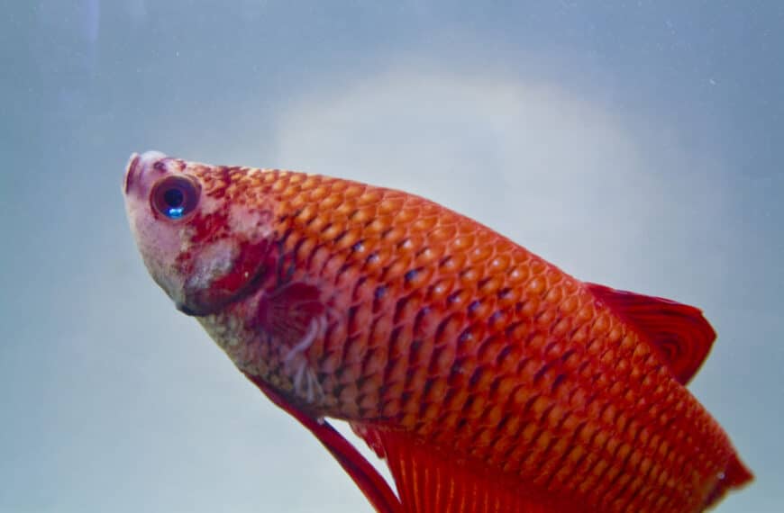 Red betta fish on blue background