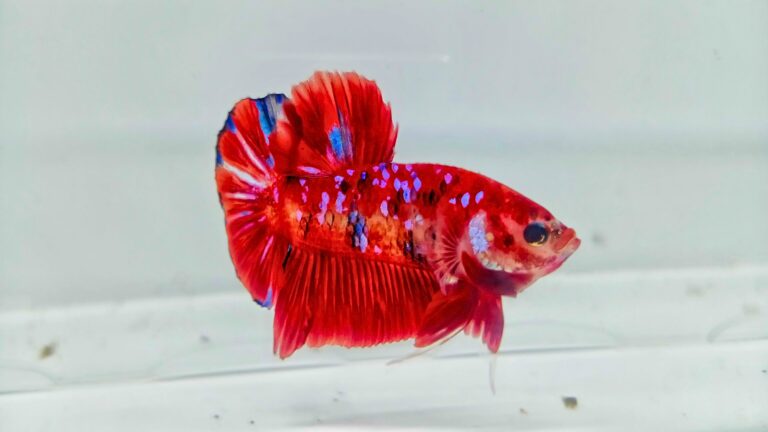 How Long Can Betta Fish Go Without Food? Feeding Duration