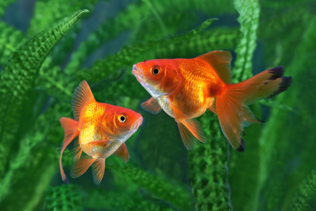 Goldfish, aquarium, a fish on the background of a aquatic plants